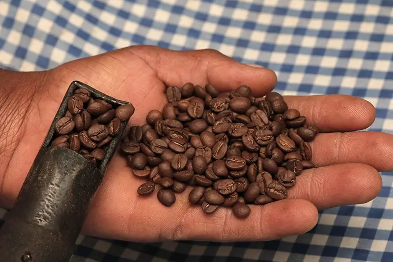 Mão pessoa morena calejada com grãos de café torrado em fundo tecido quadriculado