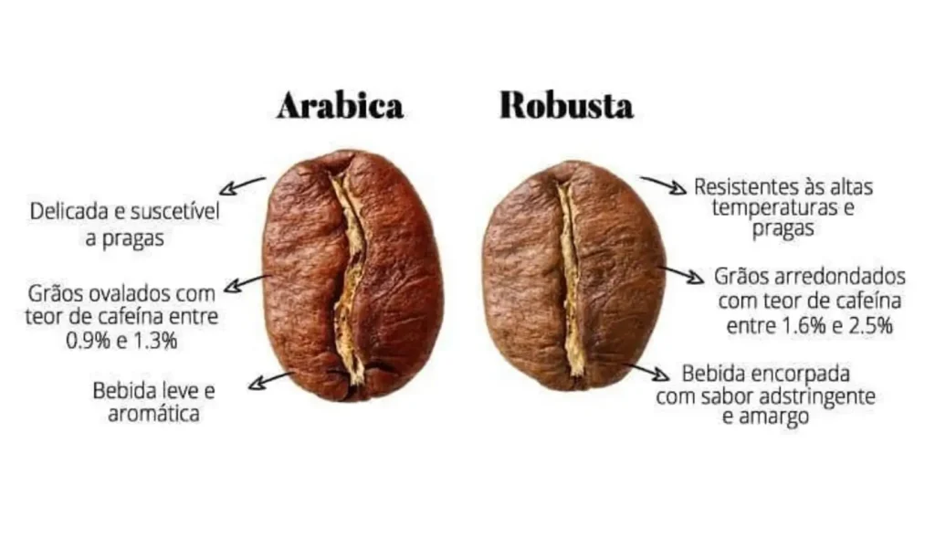 Imagem de dois grãos de café em fundo branco, simbolizando os tipos arábica e robusta de grãos.